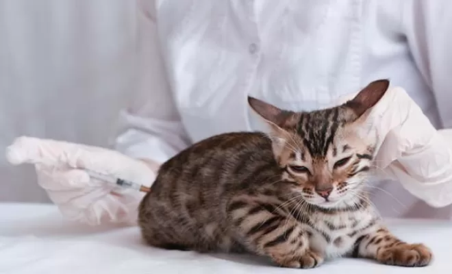 Administration de vaccins pour animaux, Saint-Antoine-de-Breuilh, Cabinet vétérinaire du Pays de Montaigne